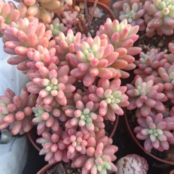 Sedum Rubrotrinctum 'Aurora'