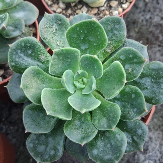 Echeveria 'Joan Daniel'