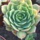 Echeveria 'Ramillette'