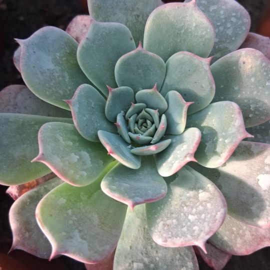 Echeveria secunda 'Azulita'