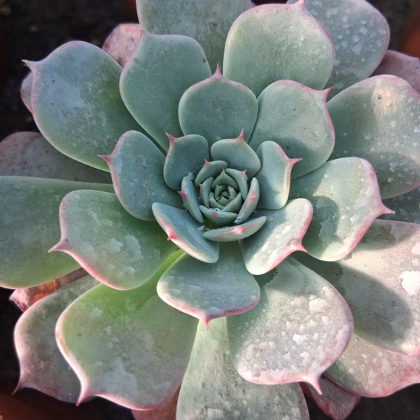 Echeveria secunda 'Azulita'