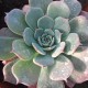 Echeveria secunda 'Azulita'