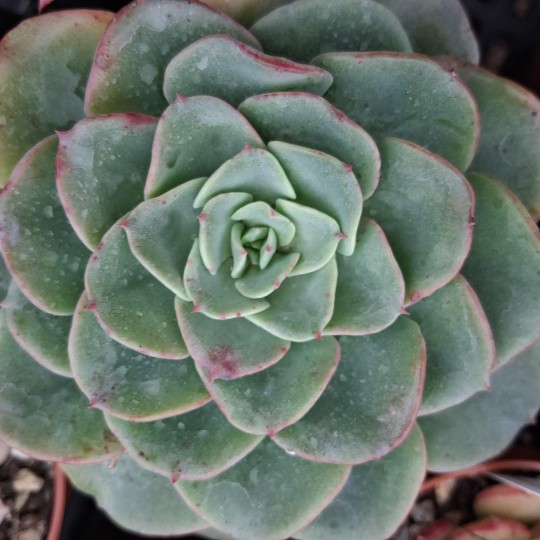 Echeveria 'Swirl'