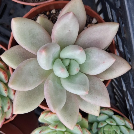 Graptoveria 'Ruby Dona'