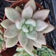 Graptoveria 'Ruby Dona'