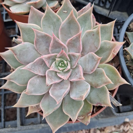 Echeveria 'Mensa'