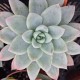 Echeveria 'Annette'