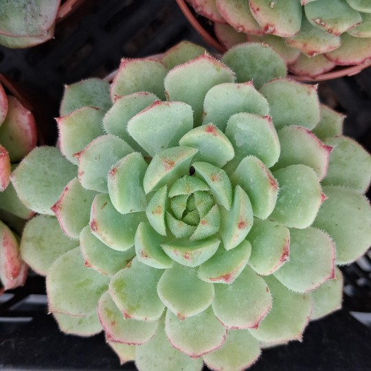 Echeveria 'Kircheriana'
