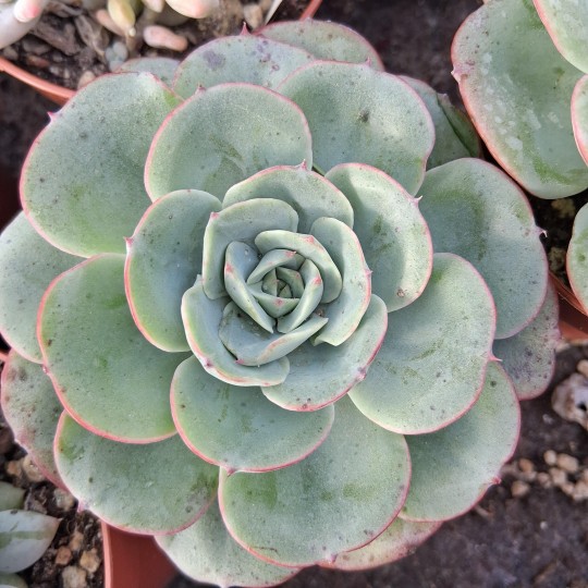Echeveria 'Atlantis'
