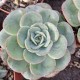 Echeveria 'Atlantis'