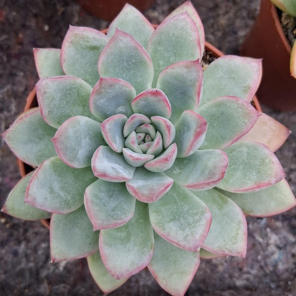 Echeveria 'Apus'
