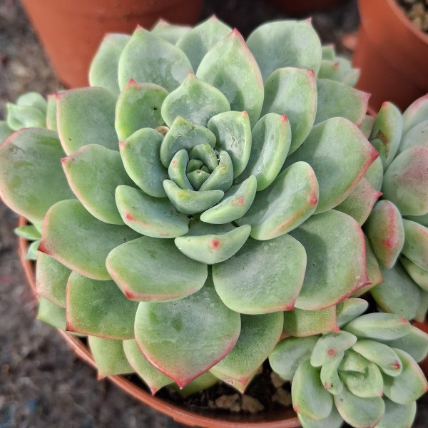 Echeveria Tom Ferrat