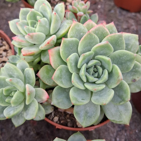 Echeveria Tom Ferrat