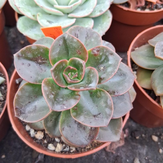 Echeveria 'Mélaco'