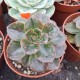 Echeveria 'Mélaco'