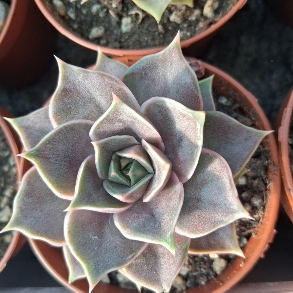 Echeveria tobarensis