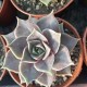 Echeveria tobarensis