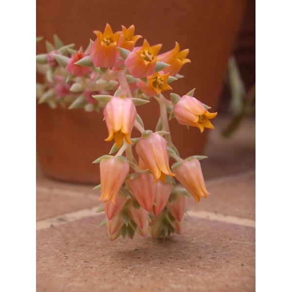 Echeveria 'Mensa'