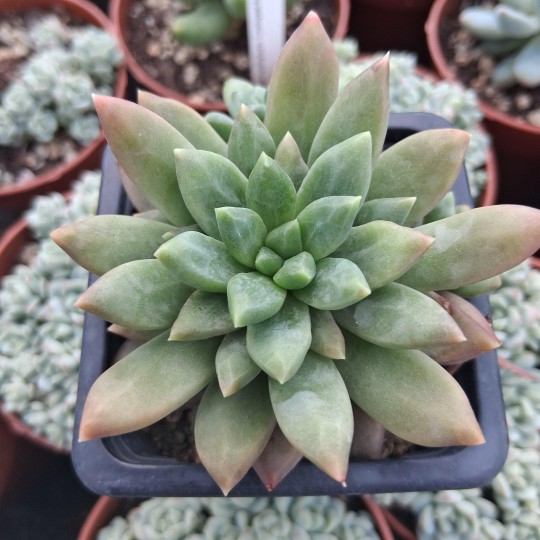 Pachyveria 'Commedia'