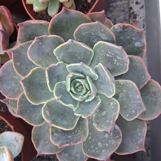 Echeveria 'Blue Prince'
