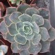 Echeveria 'Blue Prince'