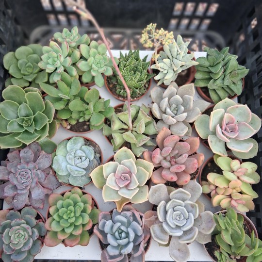 mini succulentes