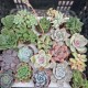 mini succulentes