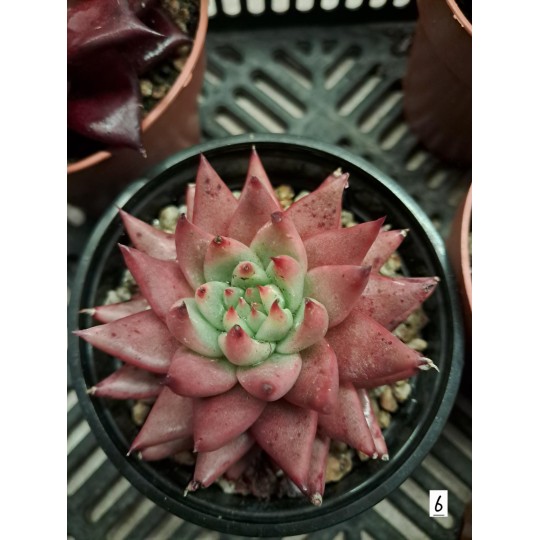 echeveria agavoides x 'celestia'