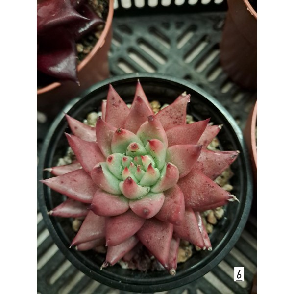 echeveria agavoides x 'celestia'