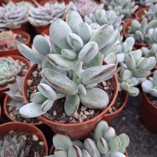 Cotyledon Orbiculata Var Oophylla
