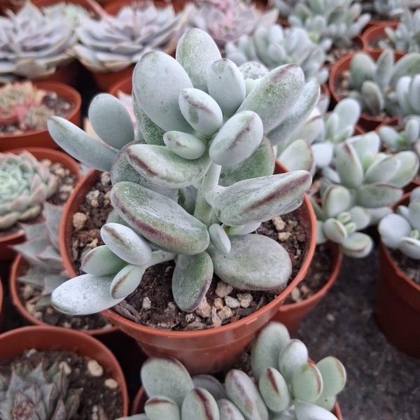 Cotyledon Orbiculata Var Oophylla