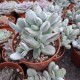 Cotyledon Orbiculata Var Oophylla