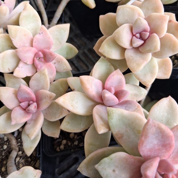 Graptosedum 'Rainbow'