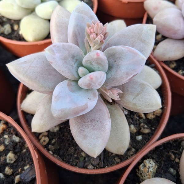 Pachyveria 'Adelante'