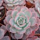 Echeveria subsessilis