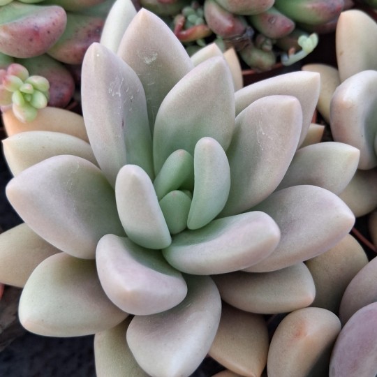 Graptoveria 'Opalina'