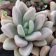 Graptoveria 'Opalina'