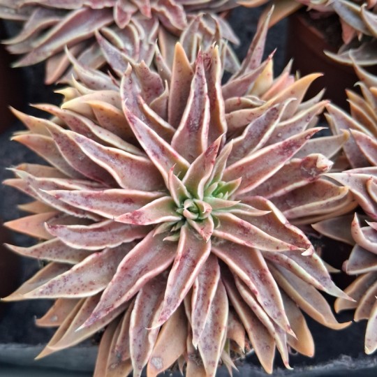 Echeveria 'Sabre Wolf'