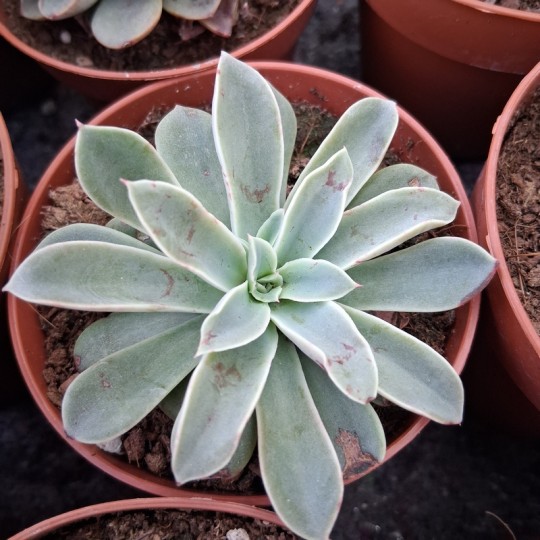 Echeveria 'Fantastic Fountain'