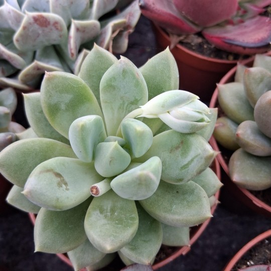 Pachyveria 'Ruth'  également vendu sous le nom de Pachyveria 'Rough