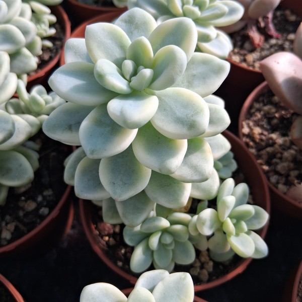 Sedum 'Clavatum' variegata