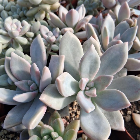 Graptopetalum 'Victor Kane'
