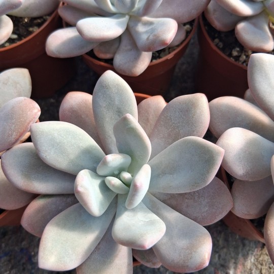 Pachyveria 'Laon'
