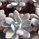 Pachyveria 'Laon'