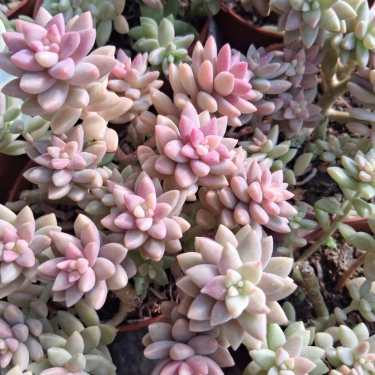 Sedeveria 'Pink Granit'