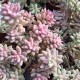 Sedeveria 'Pink Granit'