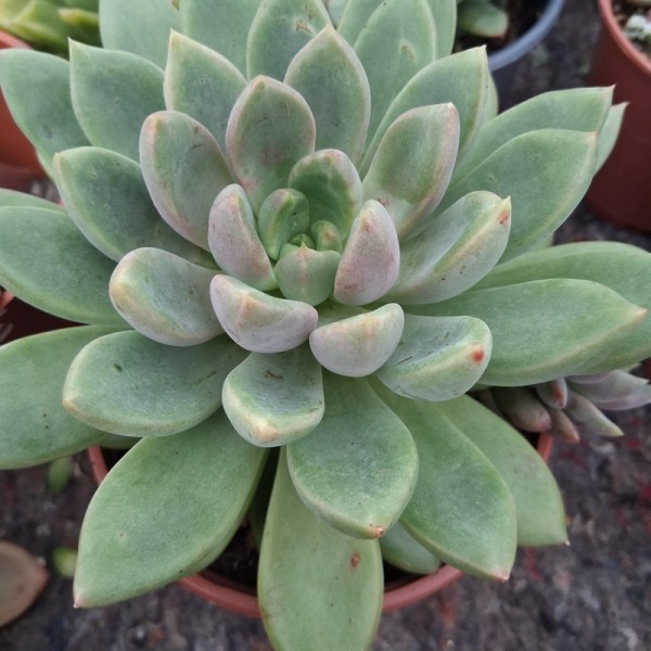 Pachyveria 'Ruth'