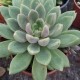 Pachyveria 'Ruth'