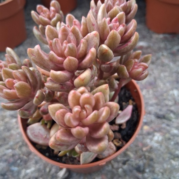 Lenopetalum 'Chocolate and Strawberries'