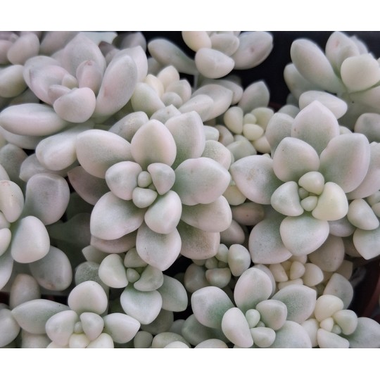 Graptopetalum 'Mendozae variegata'